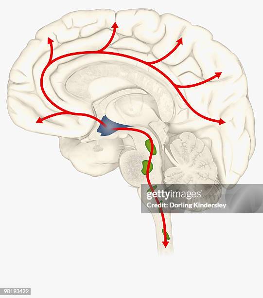 stockillustraties, clipart, cartoons en iconen met digital illustration of hypocretin system in human brain with hypothalamus highlighted in blue, locus coeruleus and raphne nuclei in green - diencephalon