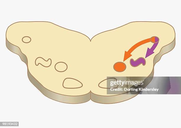 digital cross section illustration of impulses passing from nearer cochlea nucleus to lateral superior olive - cerebral nuclei stock-grafiken, -clipart, -cartoons und -symbole