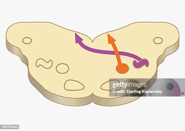 illustrations, cliparts, dessins animés et icônes de digital cross section illustration of impulses from lower brain stem passing to inferior colliculus of midbrain - brain stem