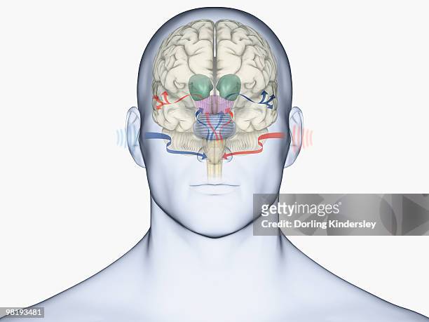 illustrations, cliparts, dessins animés et icônes de digital illustration of human brain with sound entering via brain stem and thalamus to auditory cortex - brain stem