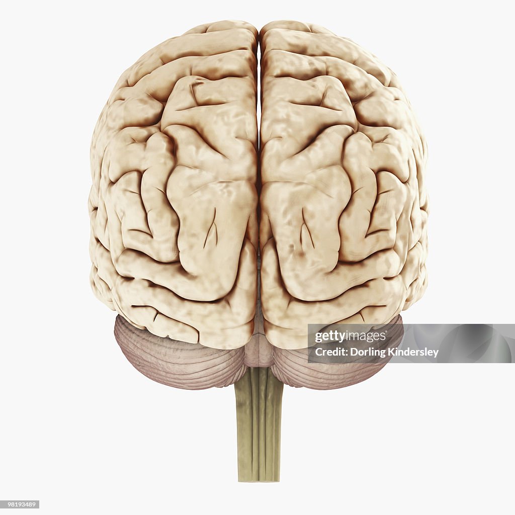 Digital illustration of showing back view of human brain