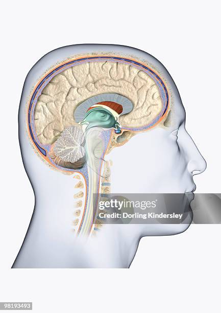 illustrations, cliparts, dessins animés et icônes de digital illustration of head in profile showing brain - brain stem