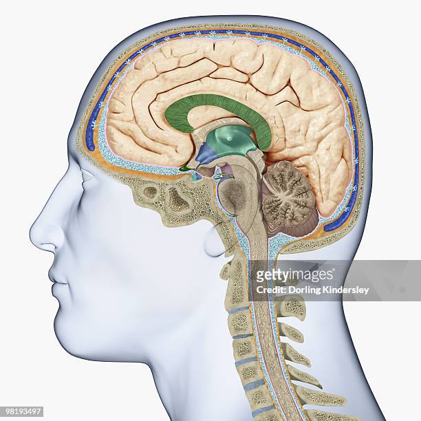 digital illustration of head in profile showing cross section of brain, neck vertebra and spine - vertebra stock illustrations
