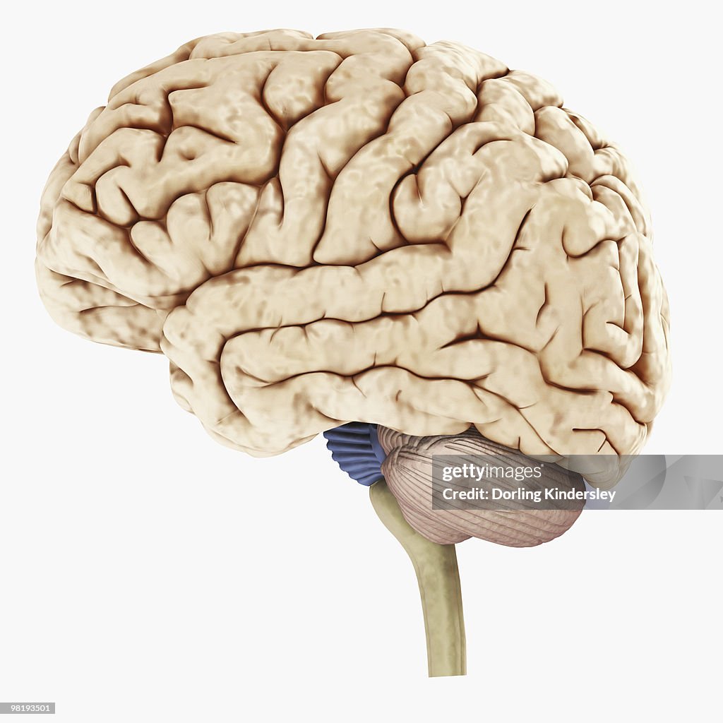 Digital illustration of showing left side of human brain