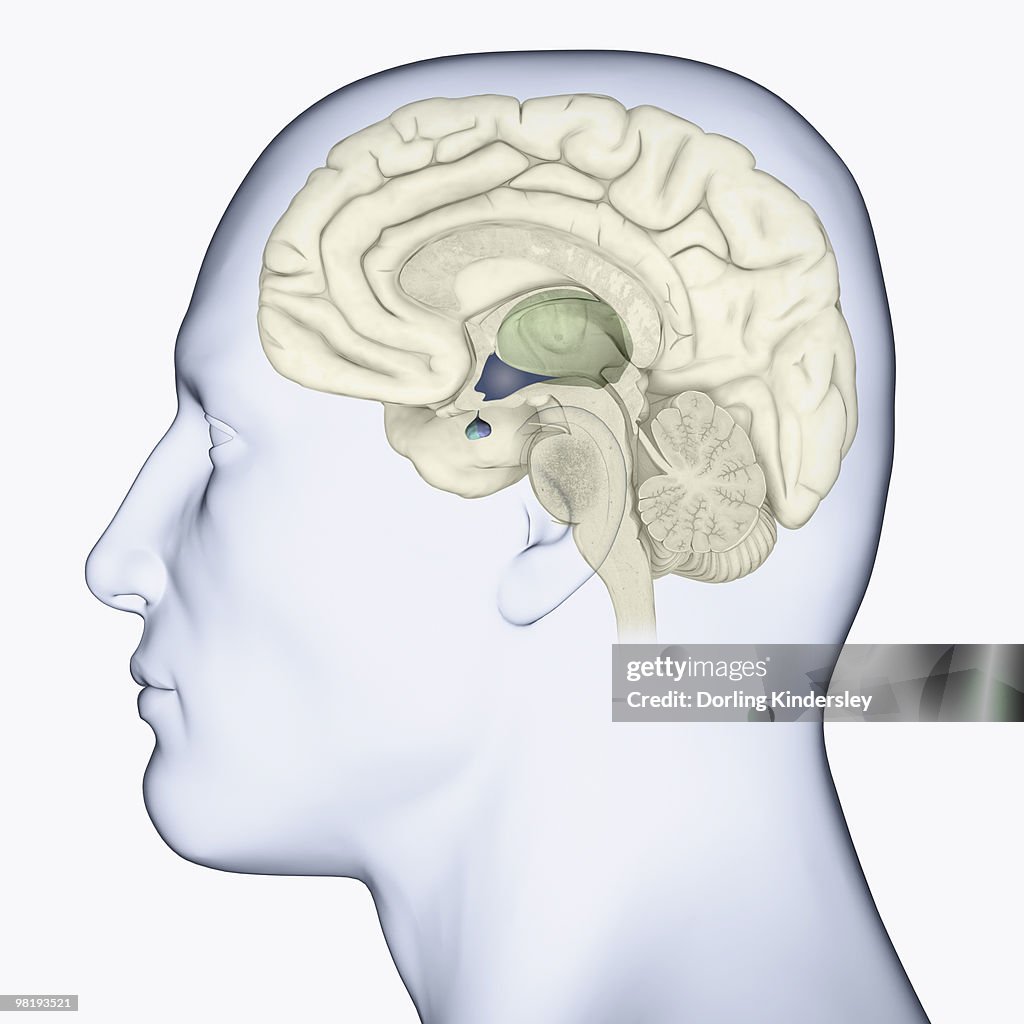 Digital illustration of head in profile showing brain highlighting thalamus in green and hypothalamus and pituitary gland in blue