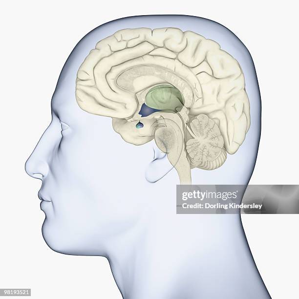 digital illustration of head in profile showing brain highlighting thalamus in green and hypothalamus and pituitary gland in blue - diencephalon stock illustrations