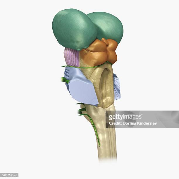 illustrations, cliparts, dessins animés et icônes de digital illustration of human brain stem with cerebellum removed revealing medulla and axons - brain stem