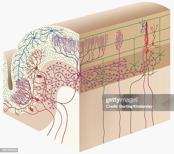 Digital Sign Cortex 174 Cortex (Anatomy) Stock Photos, High-Res Pictures, and Images ...