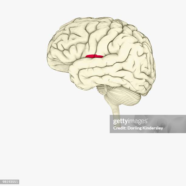 Insular Humunculus Insular Cortex Diagram