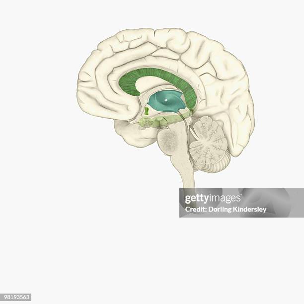 digital illustration of male human brain - amygdala点のイラスト素材／クリップアート素材／マンガ素材／アイコン素材