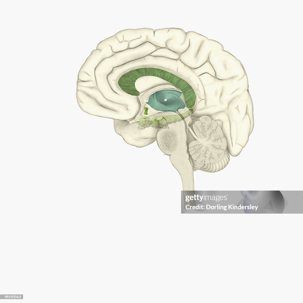 Digital illustration of male human brain