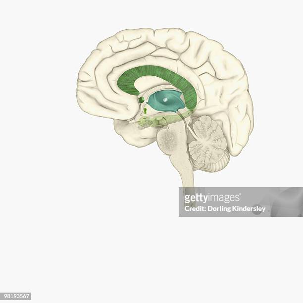 stockillustraties, clipart, cartoons en iconen met digital illustration of female human brain - diencephalon