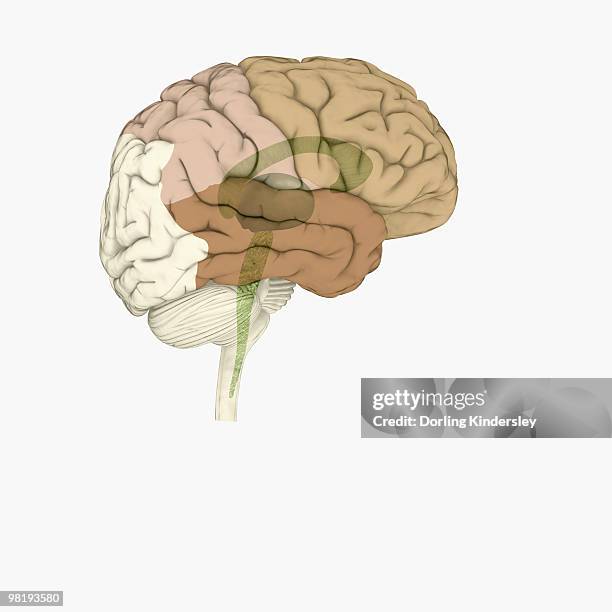 digital illustration of brain areas involved in altered states - corpus callosum stock illustrations
