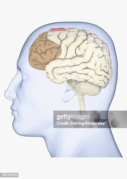 digital illustration of human head in profile showing brain with frontal cortex highlighted in brown and supplementary motor area in pink - frontal lobe stock illustrations