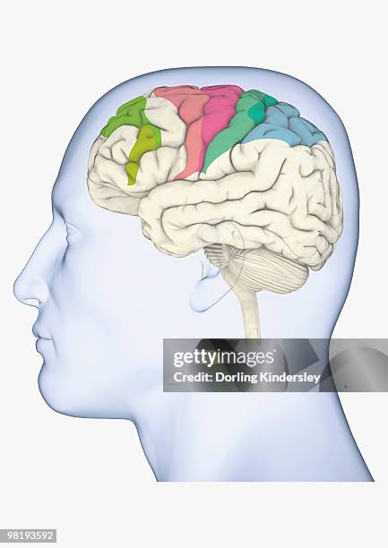 Posterior Parietal Cortex Photos and Premium High Res Pictures Getty