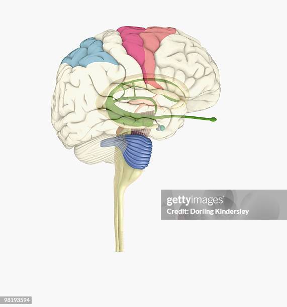 digital illustration of highlighted areas in human brain affected by motor disorders - midbrain stock illustrations