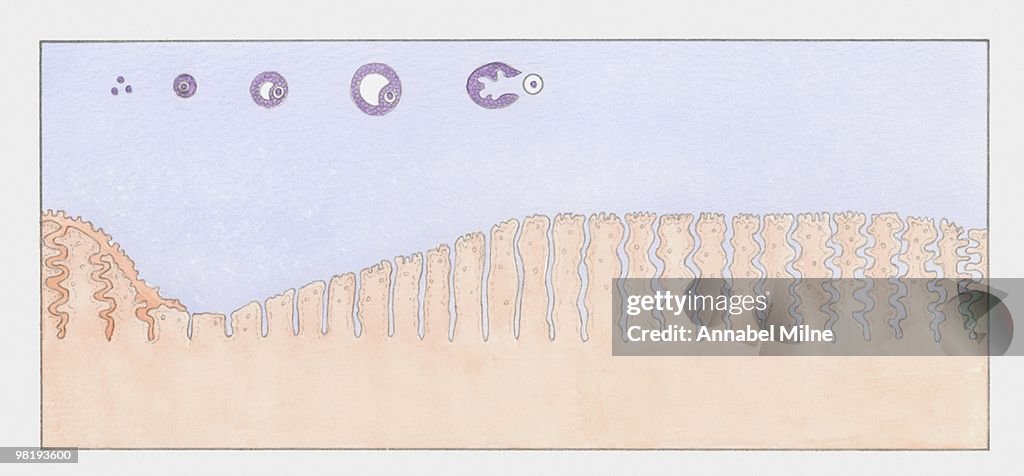 Development of egg and endometrium in ovarian cycle