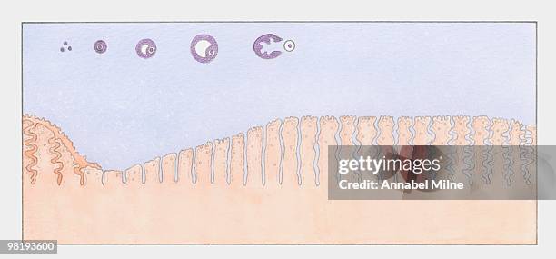 development of egg and endometrium in ovarian cycle - menstruation cycle stock illustrations
