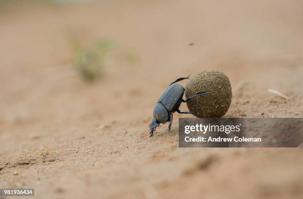 kwazulu natal, phinda private game reserve, south africa - dung beetle stock-fotos und bilder