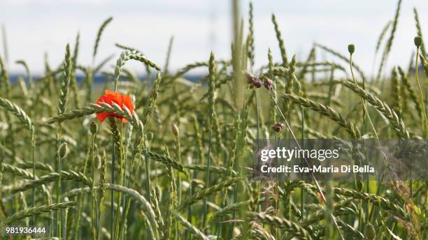 weizenfeld mit einem klatschmohn - weizenfeld stock pictures, royalty-free photos & images