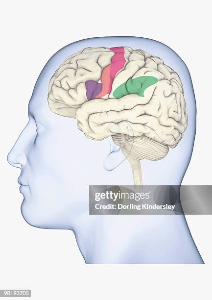 digital illustration of head in profile showing mirror neurons in human brain highlighted in purple, pink and green - primärer motorcortex stock-grafiken, -clipart, -cartoons und -symbole