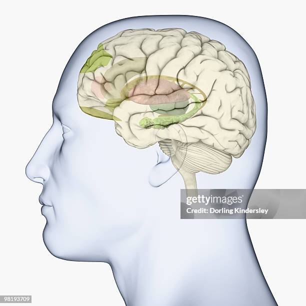 digital illustration of head in profile showing areas of brain used for processing emotion - präfrontaler-cortex stock-grafiken, -clipart, -cartoons und -symbole