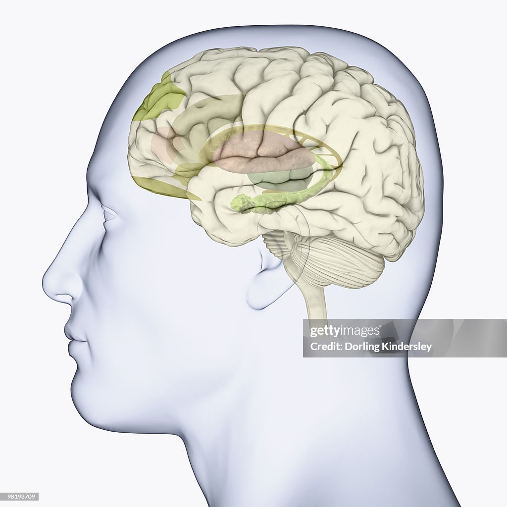 Digital illustration of head in profile showing areas of brain used for processing emotion