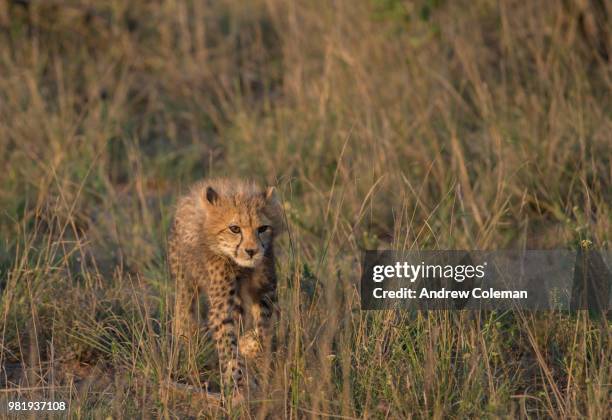 kwazulu natal, phinda private game reserve, south africa - cheetah cub stock pictures, royalty-free photos & images
