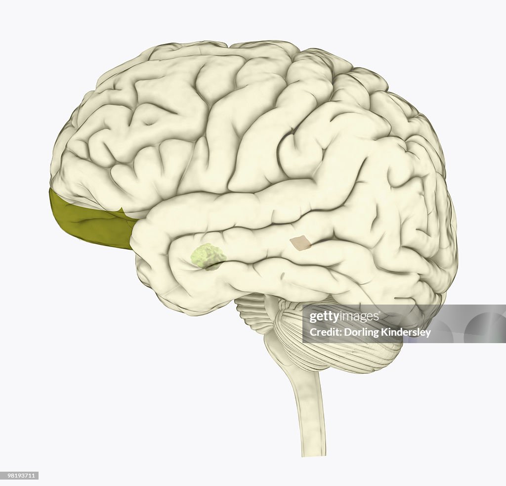 Digital illustration of human brain with orbitofrontal cortex and amygdala highlighted in green
