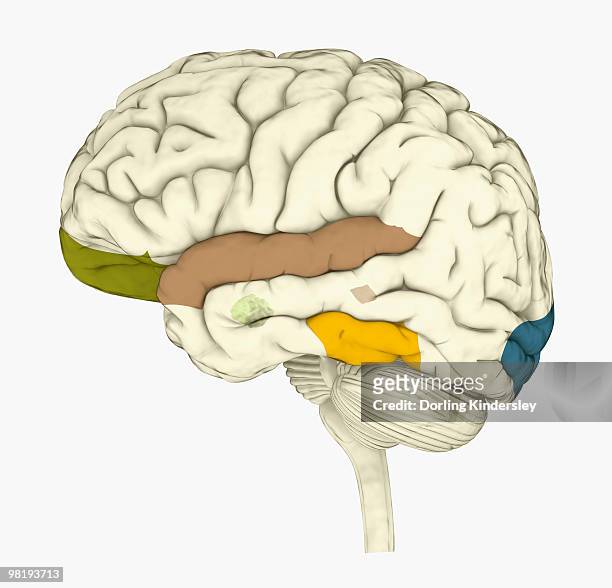 digital illustration of areas of information highlighted in human brain - amygdala stock illustrations