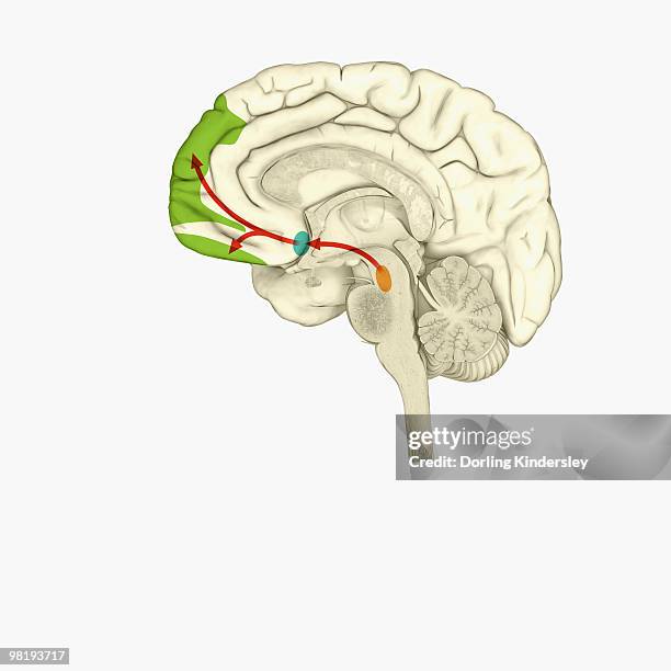 digital illustration of reward pathway in human brain - nucleus accumbens stock illustrations