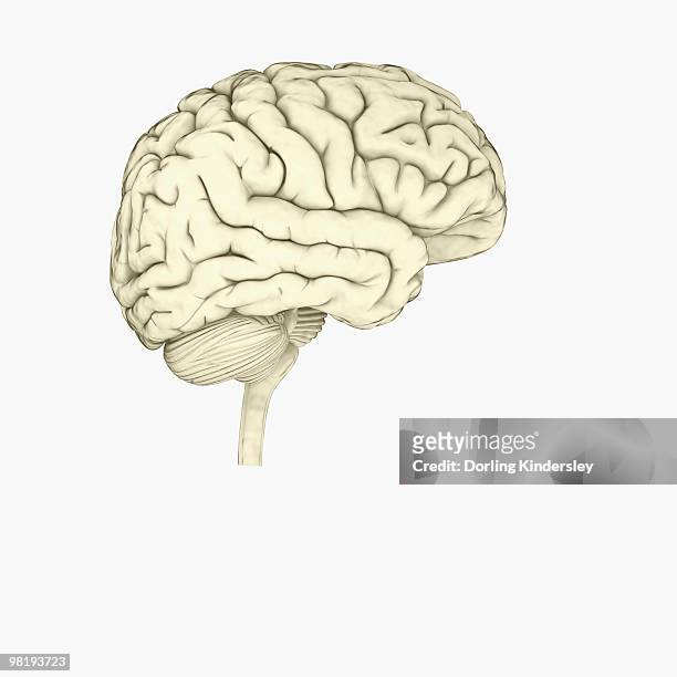 illustrations, cliparts, dessins animés et icônes de digital illustration of human brain - cervelet