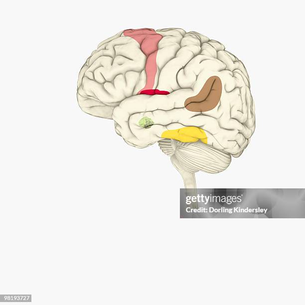 digital illustration of emotional response areas in human brain - insular cortex stock illustrations
