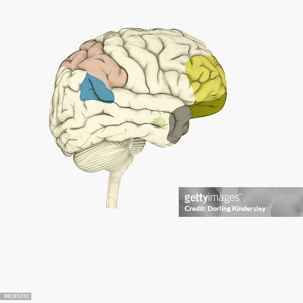 digital illustration of parietal lobe (green), posterior superior temporal sulcas (blue), temperal pole (grey), dorsolateral prefrontal cortex, amygdala, and ventromedial prefrontal cortex (green) in human brain - temporal lobe stock-grafiken, -clipart, -cartoons und -symbole