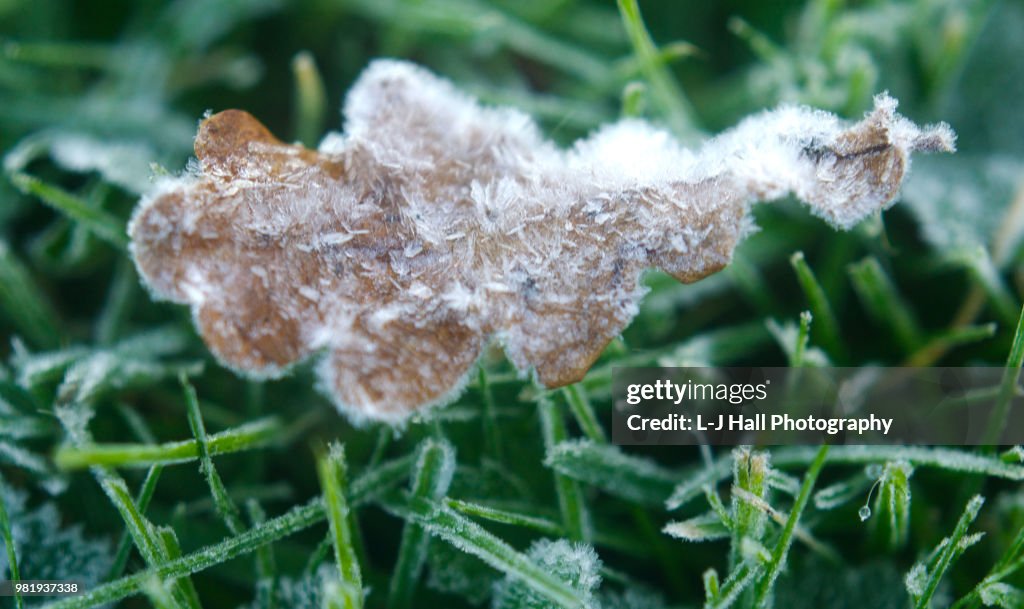 Frosted Leaf