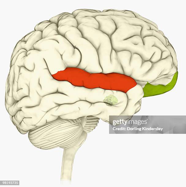 digital illustration of superior temporal sulcas (red), orbitofrontal cortex and amygdala (green), in human brain - amygdala stock illustrations