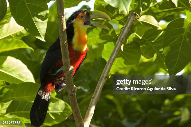 tucano de bico verde - tucano stock pictures, royalty-free photos & images