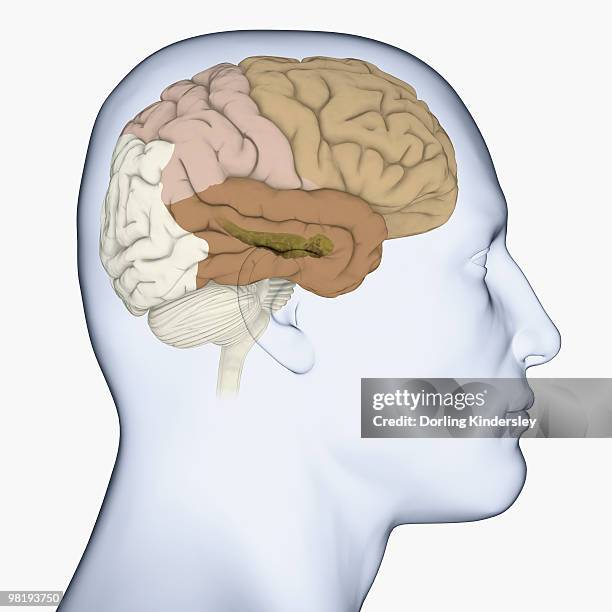 digital illustration of head in profile showing frontal, parietal and temporal lobes, and hippocampus (green) in brain - frontal lobe stock illustrations