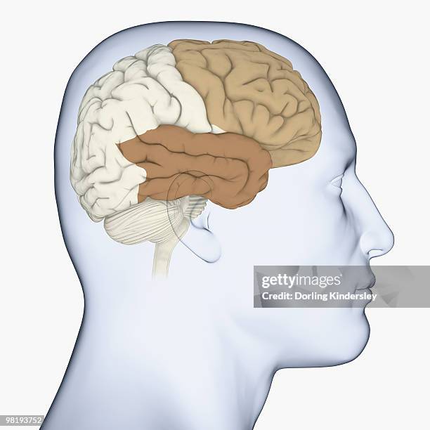 digital illustration of head in profile showing frontal lobe and temporal lobe in brain - temporal lobe stock-grafiken, -clipart, -cartoons und -symbole