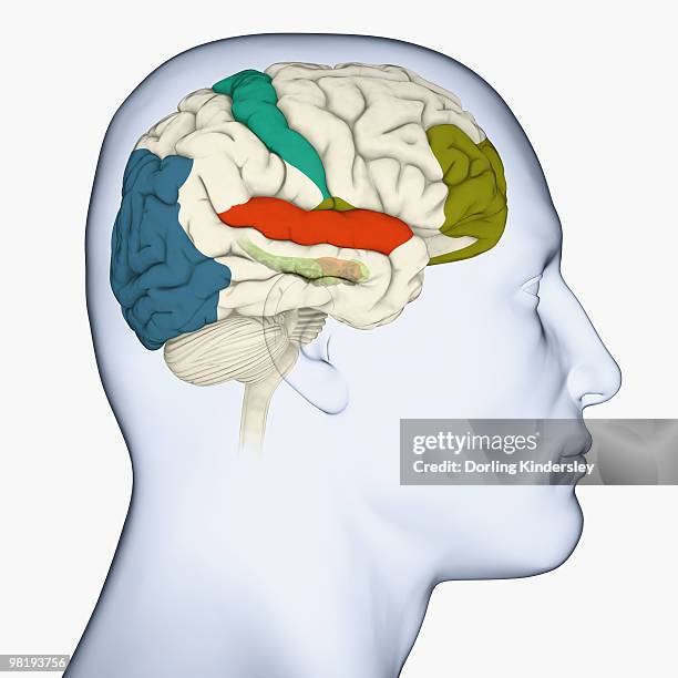 Area Visual Visual Cortex Photos et images de collection - Getty Images