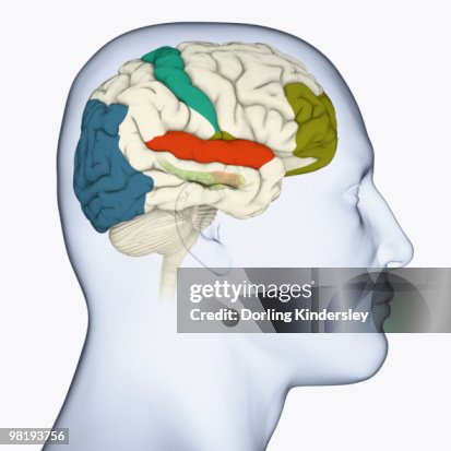 Digital Illustration Of Head In Profile Showing Visual Cortex Brain ...