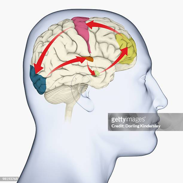 illustrations, cliparts, dessins animés et icônes de digital illustration of head in profile showing motor cortex (pink), frontal area and amygdala (green), auditory cortex (orange), and visual cortex in brain - cortex visuel