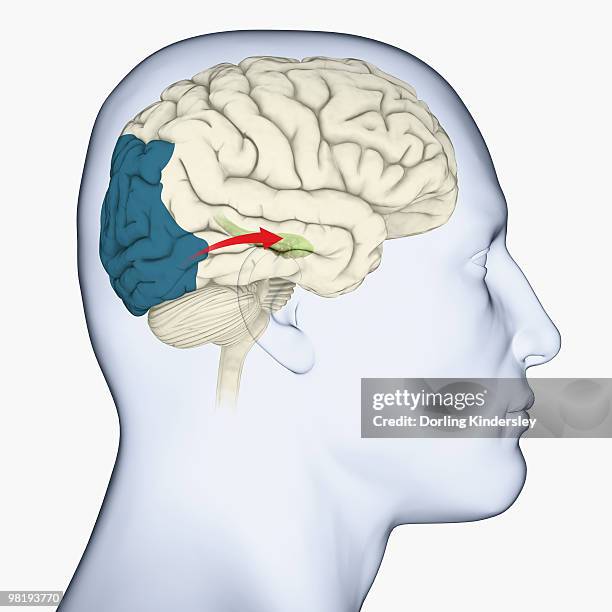 digital illustration of head in profile showing direction of sensory signals from visual cortex to hippocampus in brain - 視覚中枢点のイラスト素材／クリップアート素材／マンガ素材／アイコン素材