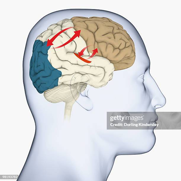 digital illustration of head in profile showing direction of visual and auditory circuits between sensory and prefrontal cortices, and frontal lobe of brain - prefrontal cortex stock illustrations