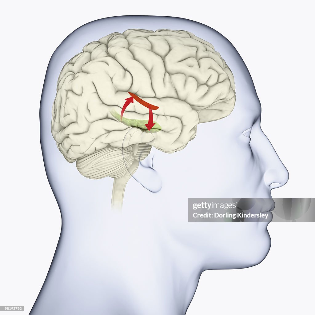 Digital illustration of head in profile showing auditory cortex (red), and hippocampus (green) and direction of signals in brain