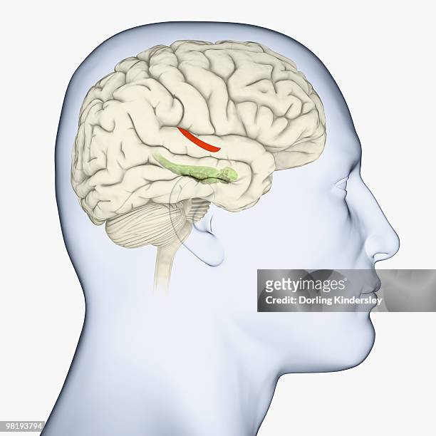 digital illustration of head in profile showing hippocampus and amygdala (green), and auditory area (red) in brain - amygdala点のイラスト素材／クリップアート素材／マンガ素材／アイコン素材
