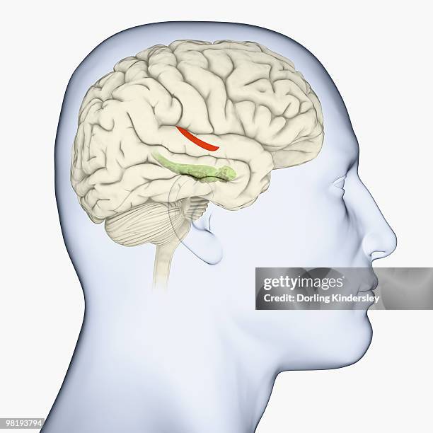 digital illustration of head in profile showing hippocampus and amygdala (green), and auditory area (red) in brain - amygdala stock illustrations