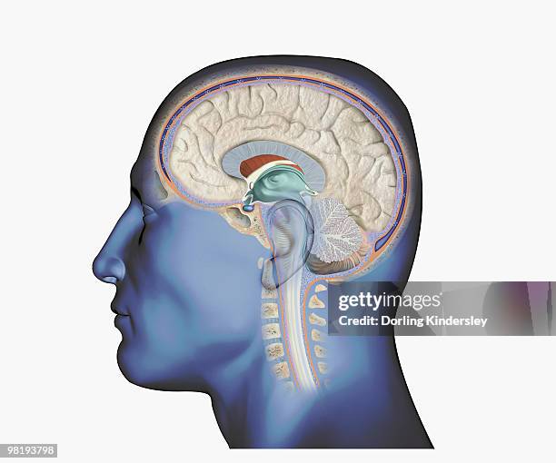 stockillustraties, clipart, cartoons en iconen met digital illustration of head in profile showing brain and spine - diencephalon