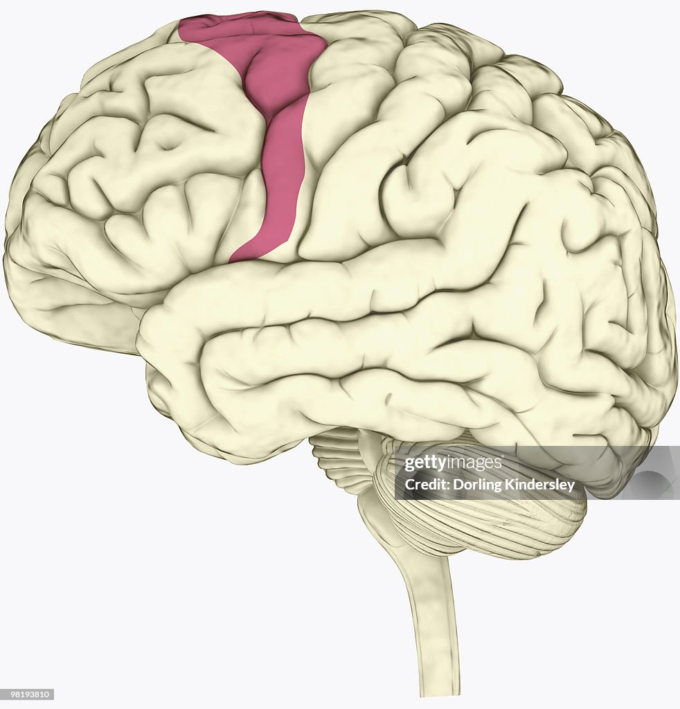 Digital Illustration Of Premotor Cortex Involved In Decision Making ...