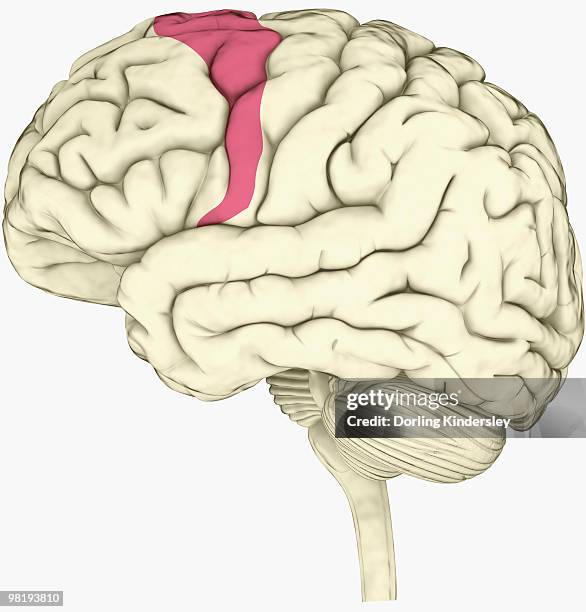 Pink Cortex Cortex (Anatomy) Photos and Premium High Res Pictures - Getty Images